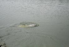 水库怎么才能钓到大青鱼？6个技巧上大鱼