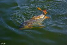 钓鲤鱼这样找钓位，才能事半功倍