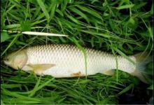 钓草鱼该如何选窝？3个小技巧