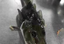 不要把这几种鱼混淆，和牢底坐穿鱼只有一点区别