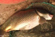 钓鲤鱼，想爆护，应该这样做