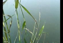 图解芦苇挂钩钓草鱼的方法
