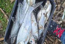 秋季钓翘嘴攻略，根据时段找钓位，特种钓法分享