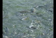 夏天如何钓白鲢和花鲢？三个技巧