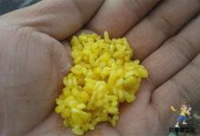 冬季野钓鲫鱼窝料的聚与散，区别真的很大，用好提升渔获