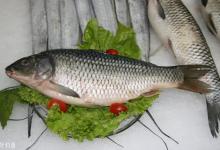 了解鲤鱼习性，善用饵料及遛鱼技巧