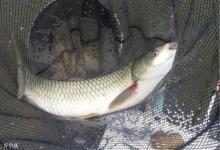 夏季小暑前后钓草鱼的5个技巧