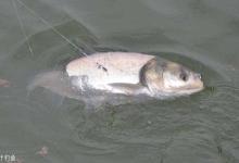 钓鲢鱼时常见的3个误区，想钓大鱼的快看