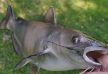 深秋夜钓鲶鱼有办法，达人教你如何做