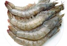 入冬后野钓虾肉钓法攻略，钓起来的都是河鲜