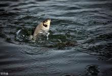 底钓鲫鱼应对浮漂信号技巧