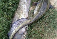 秋季野钓胡子鲶，吃口特别馋，位置选好只用蚯蚓，连竿都可以