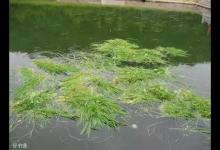 夏季钓草鱼的4个打窝方式