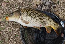 盛夏垂钓鲤鱼的钓法和饵料配方