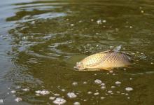 想钓大鲤鱼的钓友，请记住钓鲤鱼的十钓十不钓