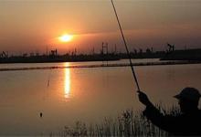 想钓秋季中晚时节的黄颡鱼，三招提竿到手软