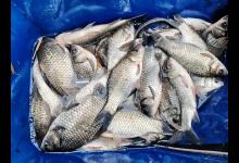 只要有鱼，人人都是高手，没鱼的话也别瞎折腾