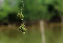 钓草鱼还是要看看这些技巧，大鱼不会错过