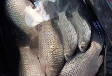 早春野钓几个关键的，弄明白之后真的极少走空