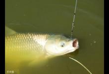 夏季钓草鱼，可用浮钓与悬钓钓法