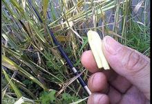 图解用芦苇挂钩 收获肥硕大草鱼