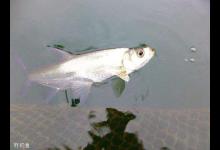 钓翘嘴技巧分享：拉饵浮钓法