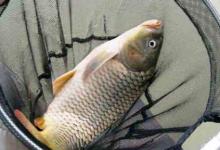 春钓鲤鱼的钓位、出钓时间及饵料技巧