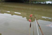 钓鲫鱼时，漂亮的下顿，提竿不中鱼？问题出在哪？