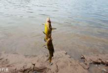 黄颡鱼的饵料选择和垂钓方法