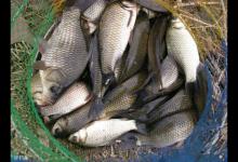 冬天垂钓鲫鱼这几个细节决定成败