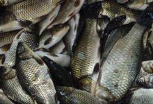 如何快速诱鲫鱼进窝？需三个环节搭配得当