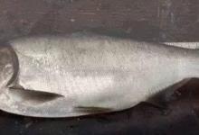 鲢鱼的生活习性和钓法介绍