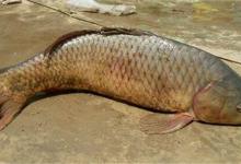 教你实用技巧，让你秋季钓鲤鱼不愁心