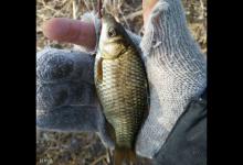 钓鲫鱼要这样钓才不会空军