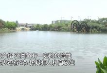 钓友收获鳄雀鳝，网友：请放生，专家称很刑