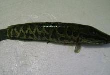 黑鱼垂钓技巧详解，6个技巧钓黑鱼