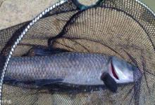 秋季钓大青必须知道的五大技巧