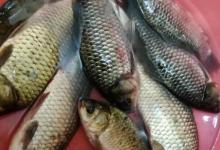 浅谈早春野钓窝料与饵料，搓饵没有活饵好，活饵垂钓有技巧