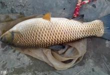 钓草鱼怎么选钓位？这些地方要注意