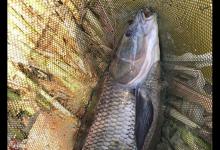 夏天钓青鱼的四个实用技巧