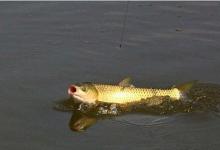 浮钓钓草鱼子线多长合适？为什么鱼线要长？