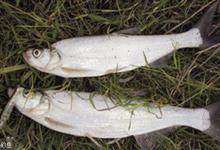 秋季钓翘嘴，不用路亚也有好鱼获