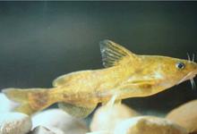 钓黄颡鱼的饵料、钓点及垂钓技巧