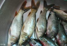 秋钓鲫鱼的浮漂、鱼钩线组及鱼饵选择