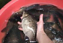 深冬野钓做窝技巧分享，来的全是大鲫鱼