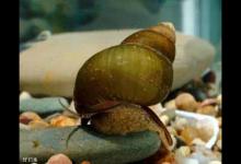 使用螺蛳饵，手竿钓大青鱼