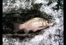 冬季冰钓鲫鱼的两个小技巧