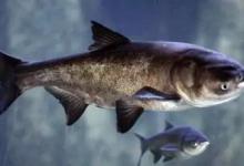 十招搞定浮钓鲢鳙，看看必有用