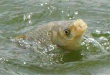 找不到大鲫鱼？高手教你如何找好地方