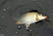 鲫鱼钓底还是钓浮？是需要根据现场环境来定的